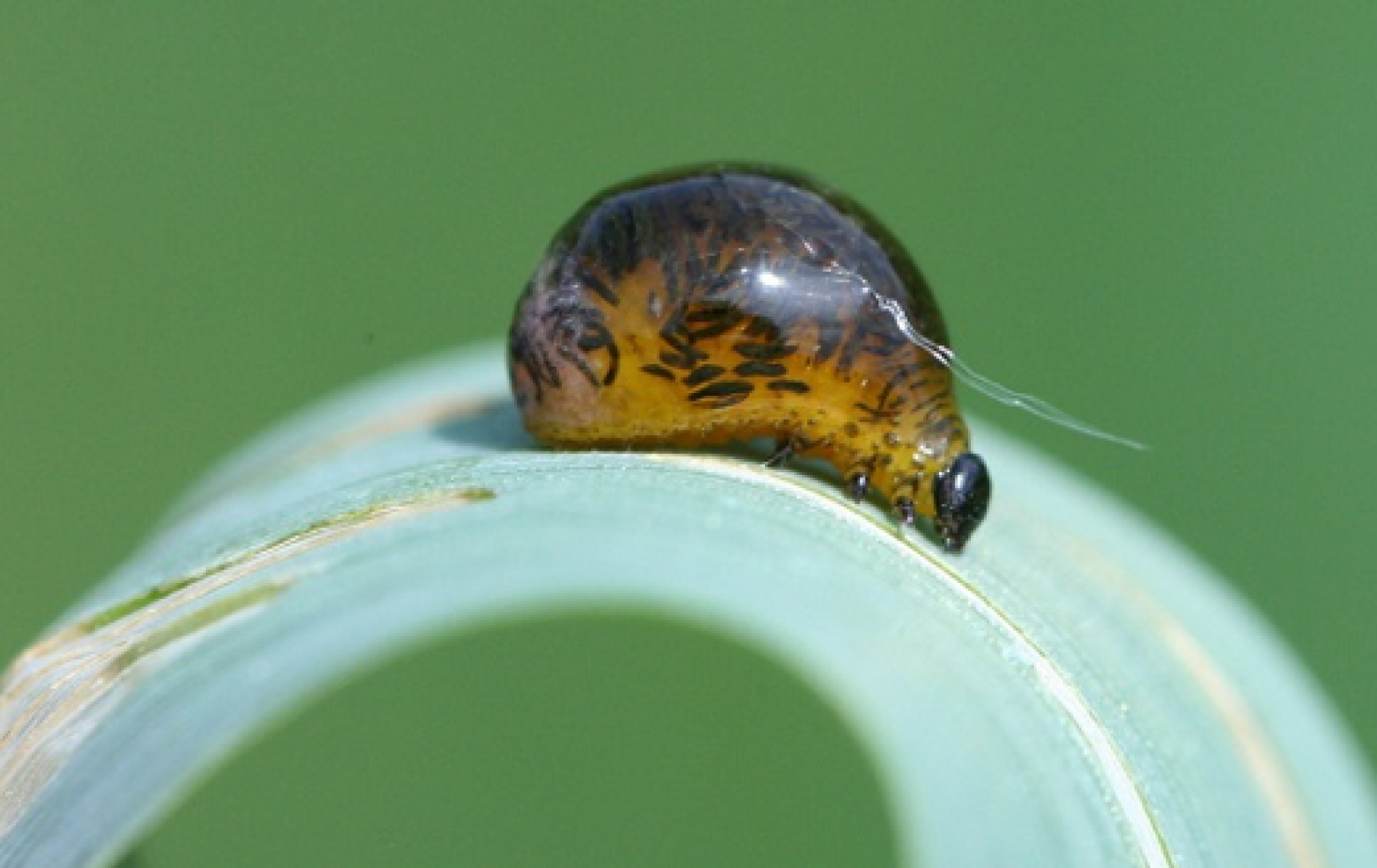 Pest Scouting Checklist - Alberta Grains