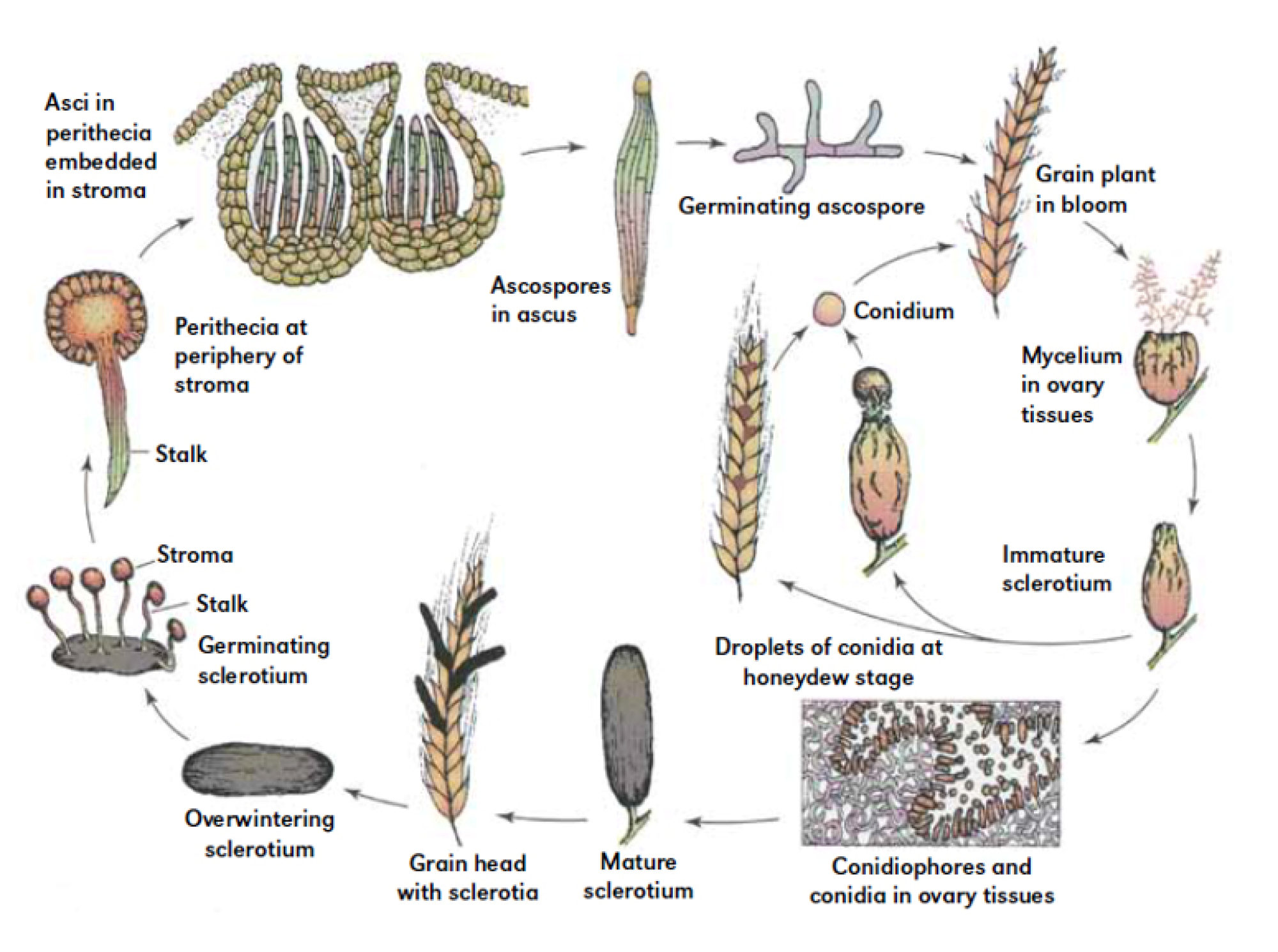 Understanding Ergot Outbreaks and How to Manage Them - Alberta Grains